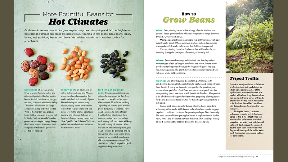 Beans for Hot Climates