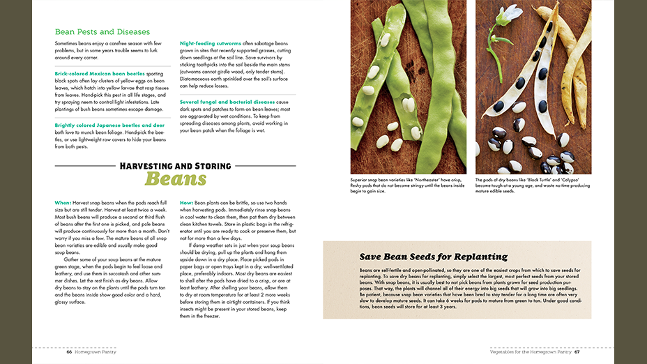 Harvesting and Storing beans