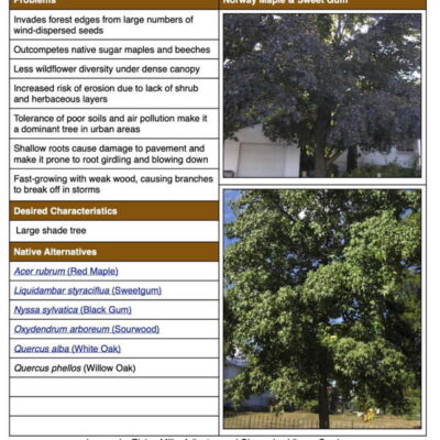 Invasive Norway Maple table from factsheet