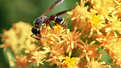Solidago rugosa Fireworks flowers with wasp