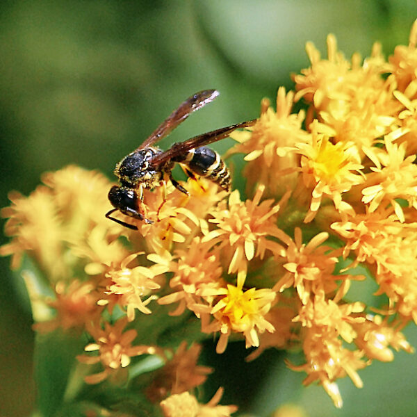 Solidago rugosa Fireworks flowers with wasp