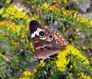 Solidago rugosa Fireworks with common buckeye butterfly