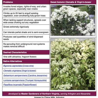 Sweet Autumn Clematis Invasive Plant Factsheet table