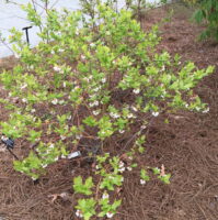 Vaccinium corymbosum, Highbush blueberry, shrub in spring