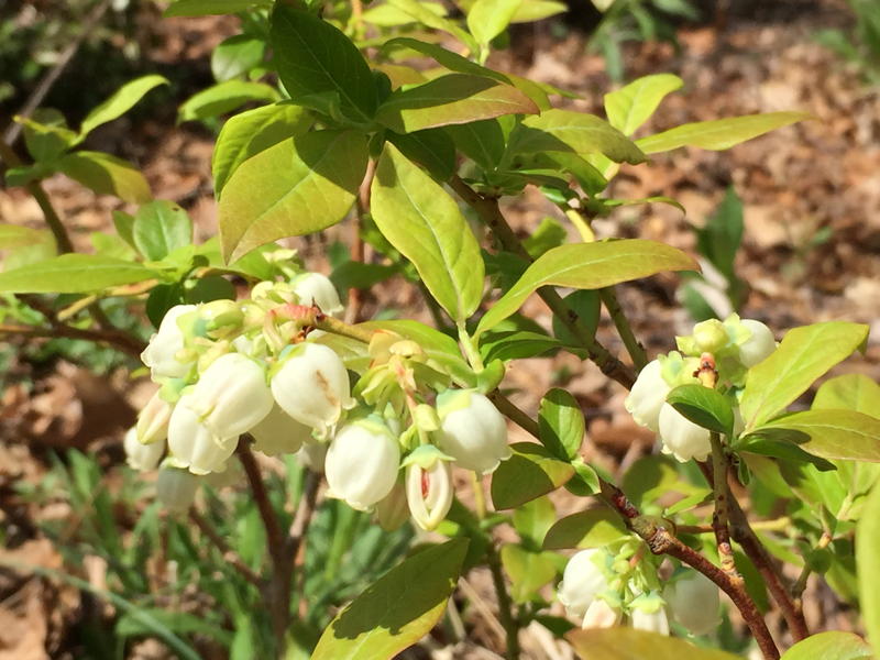 Vaccinium corymbosum, Highbush blueberry, flowers in April