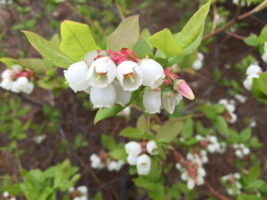 Delicate Vaccinium corymbosum, Highbush blueberry, flowers in April