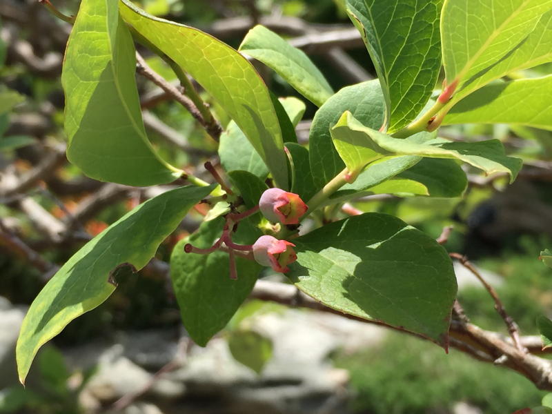 Vaccinium corymbosum, Highbush blueberry, fruit in July