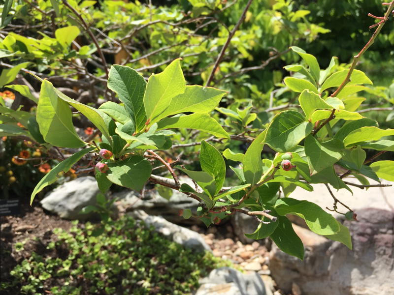 Vaccinium corymbosum, Highbush blueberry, fruit in July