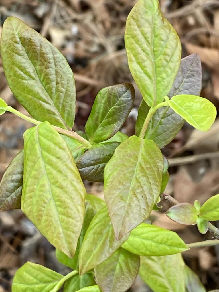 Vaccinium corymbosum, Highbush blueberry, leaves in April