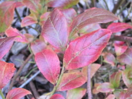Brilliant fall foliage of highbush blueberry.