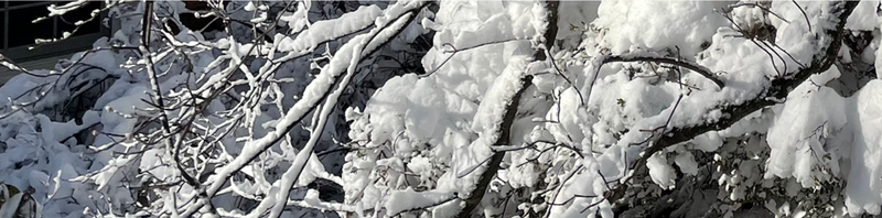 branches with snow
