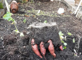 Harvested sweet potatoes