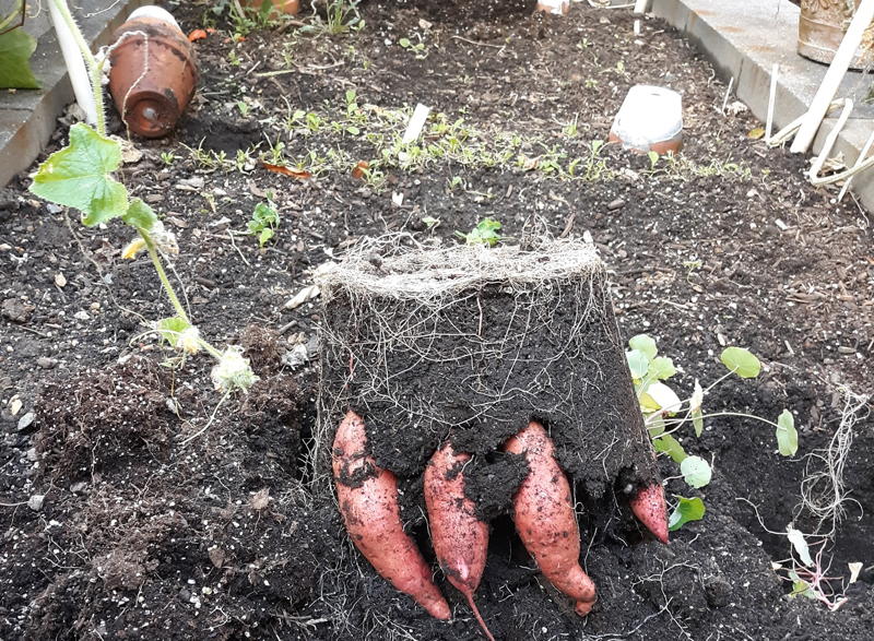 Harvested sweet potatoes in ground