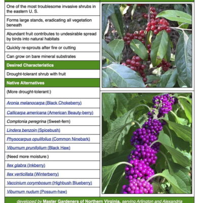invasive autumn olive fact sheet table