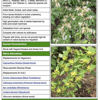 invasive bush honeysuckle fact sheet table