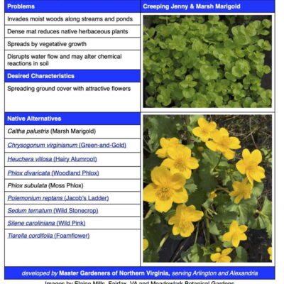 Creeping Jenny table