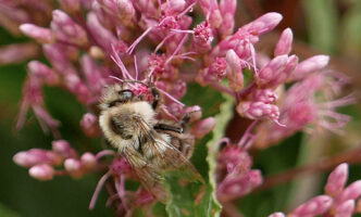 Two-spotted bumble bee on Eutrochium dubium (Eastern or Coastal Joe Pye Weed)