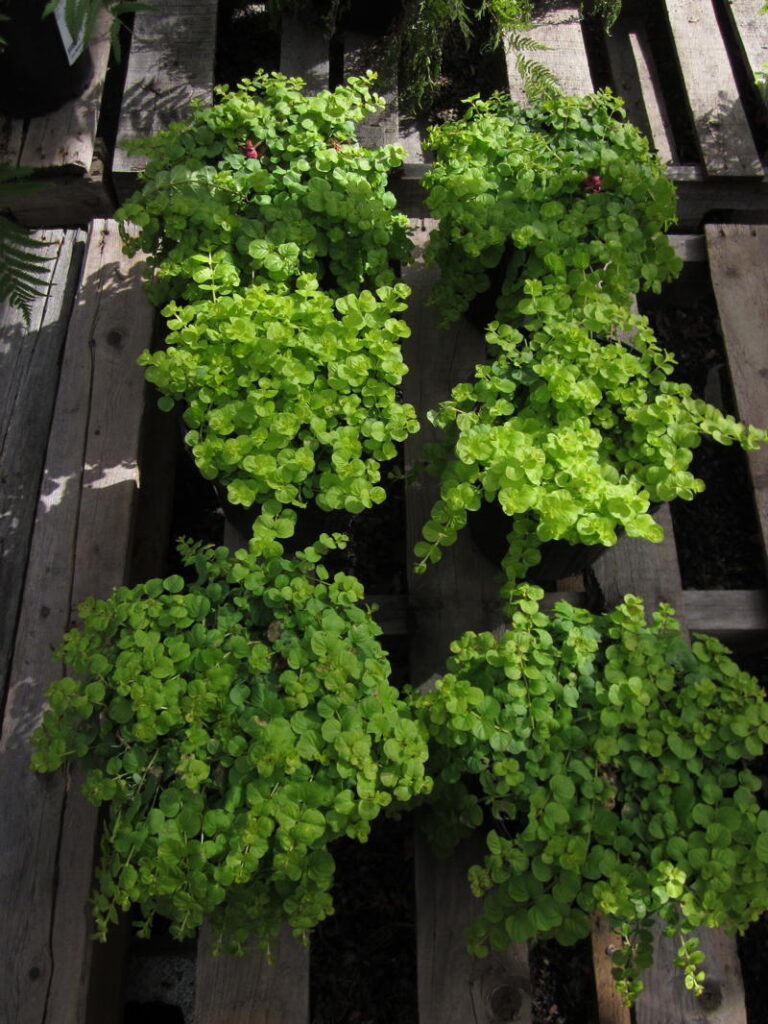 Creeping Jenny