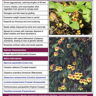Oriental Bittersweet (Celastrus orbiculatus) Invasive Plant Factsheet table