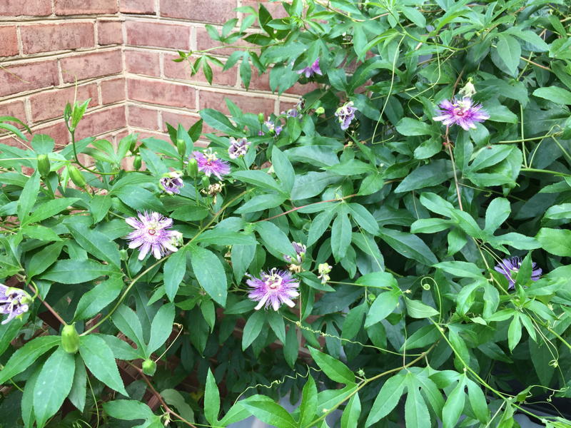 Passiflora incarnata vine in August.