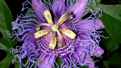 Passiflora incarnate flower detail
