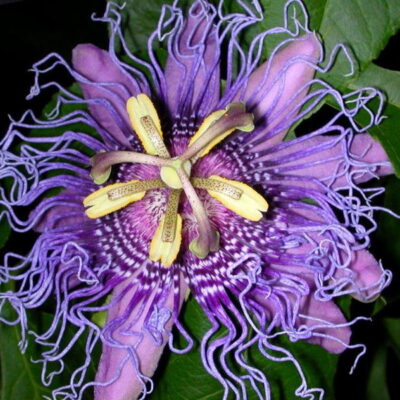 Passiflora incarnate flower detail