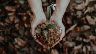 person holding white flower in her hands