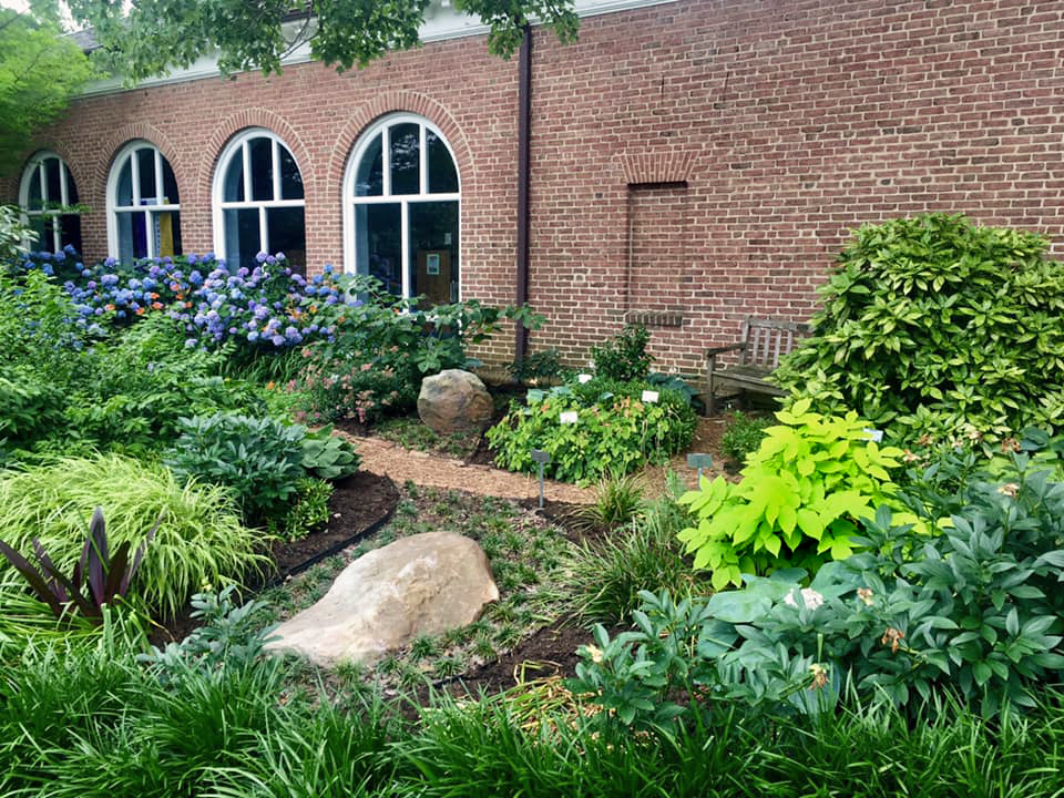 Grasses in the Asian Garden with blooming hydrangea behind