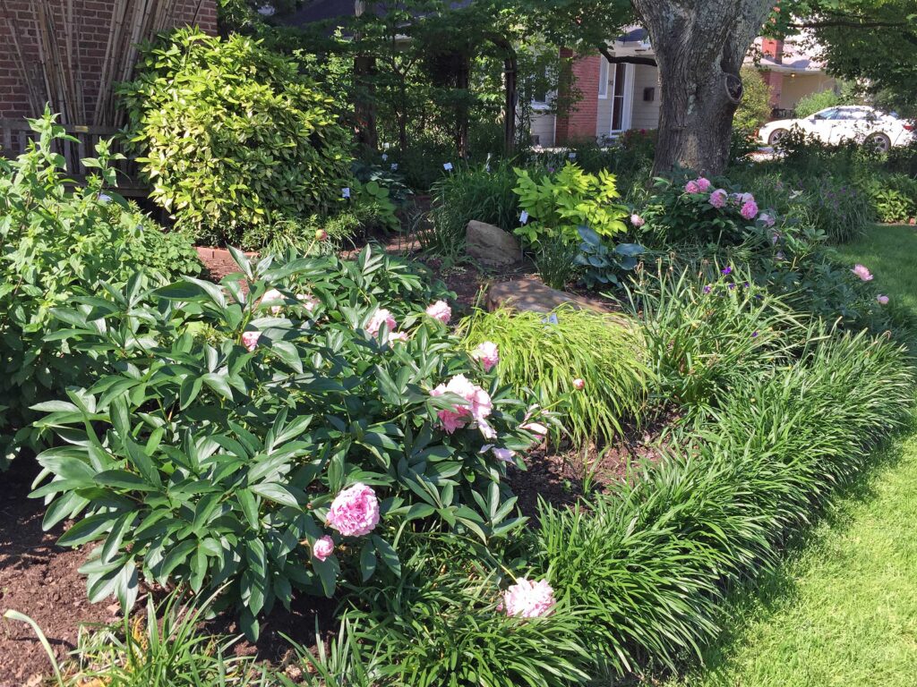 Peonies blooming in the Asian Garden.