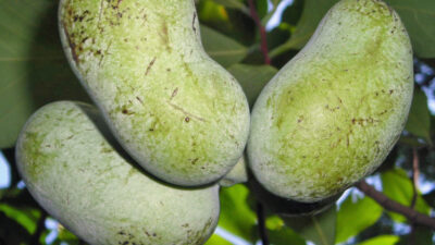 Tropical-tasting berry of native Asimina triloba