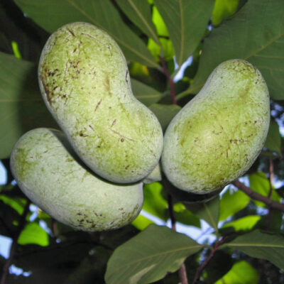 Tropical-tasting berry of native Asimina triloba