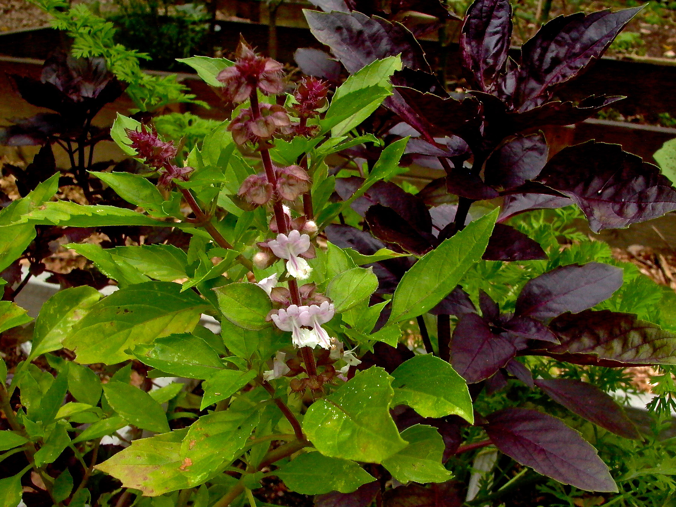Green and purple leaf basil