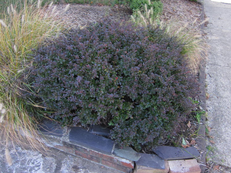 Invasive Japanese Barberry