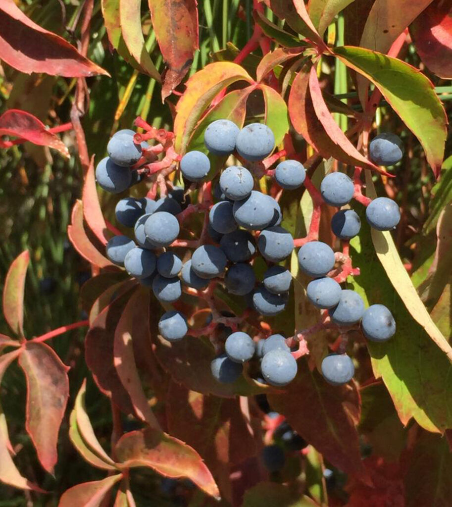 The berries of Parthenocissus quinquefolia are highly toxic to humans