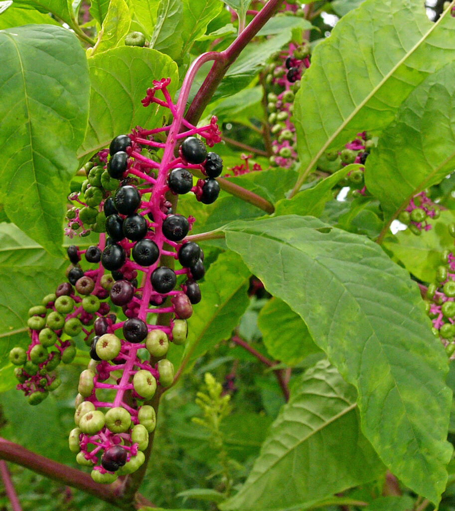 Children sometimes mistake ripened berries of Phytolacca americana (American pokeweed) for grapes, but all parts of this plant are poisonous.