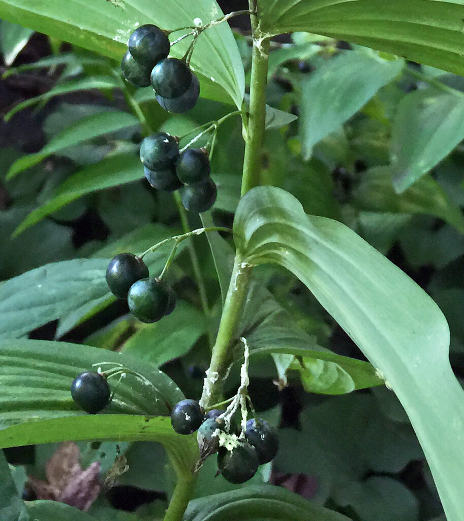 The young shoots and rootstock of native Polygonatum biflorum are edible after boiling for a certain time period. However, the berries are poisonous with low toxicity if ingested.