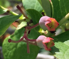 Berries of native Vaccinium corymbosum (highbush blueberry)