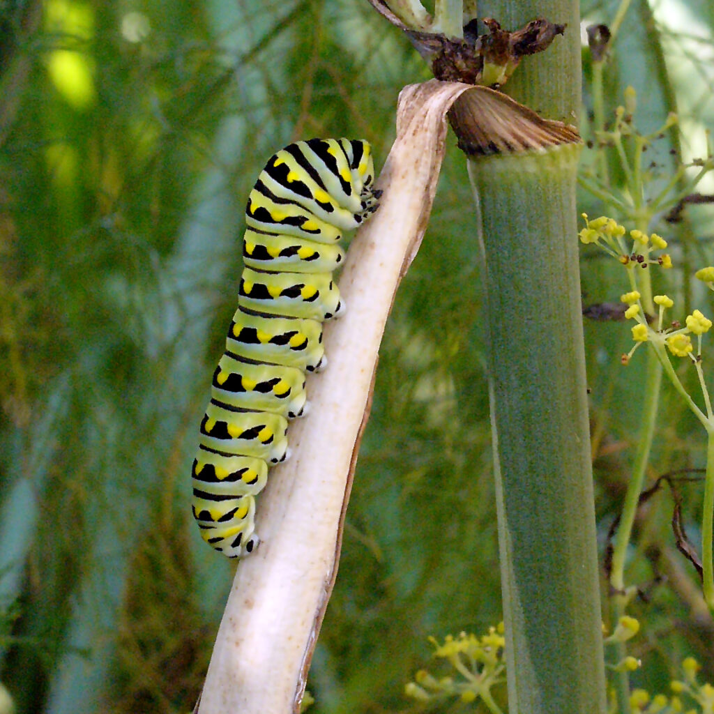 Black swallowtail caterpillar on common fennel