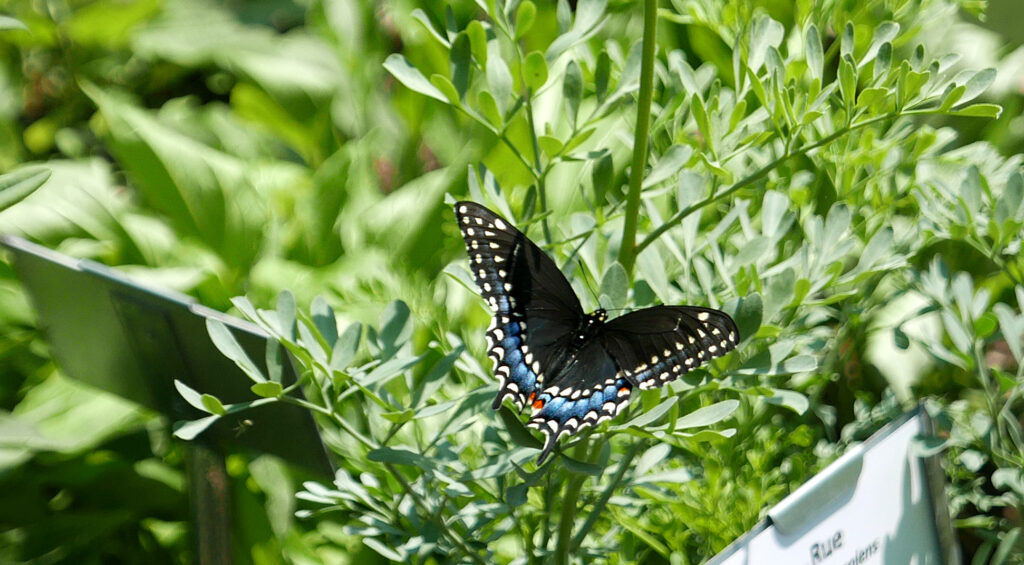 Black swallowtail butterfly on rue