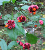Euonymus americanus (Strawberry-bush) fruit in October.