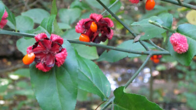 Euonymus americanus (Strawberry-bush) fruit in October.