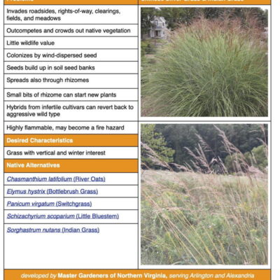 Chinese Silver Grass