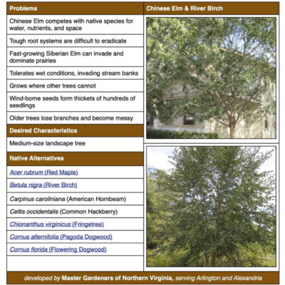 Chinese and Siberian Elms Invasive Plant Fact Sheet