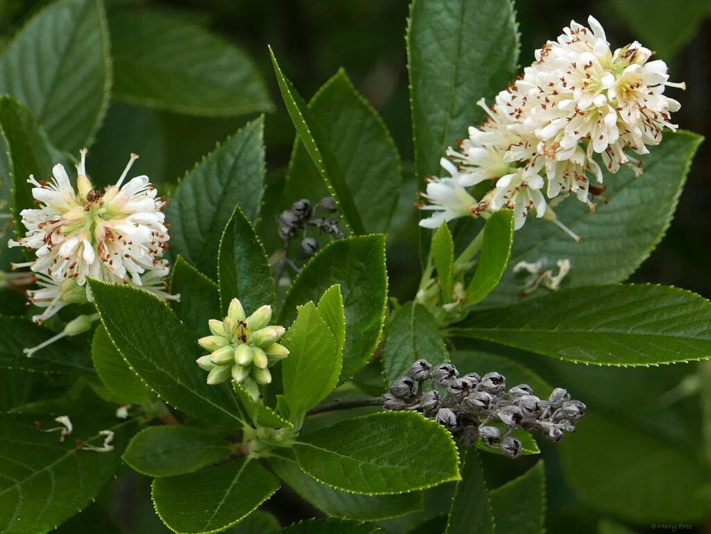 Clethra alnifolia 'Hummingbird' mid-July with new blooms and persistent fruit (capsules).