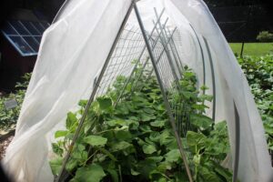 Cucumber vertical blinds covered by white fabric to limit insect damage