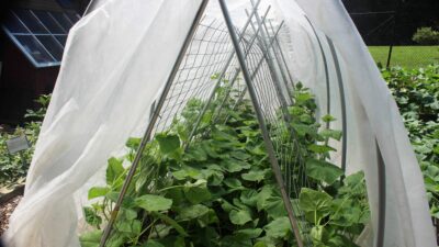 Cucumber vertical blinds covered by white fabric to limit insect damage