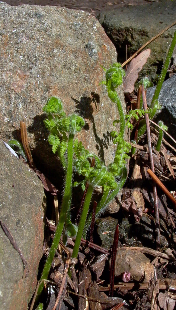 Dennstaedtia punctilobula (Hay-scented Fern) fiddleheads