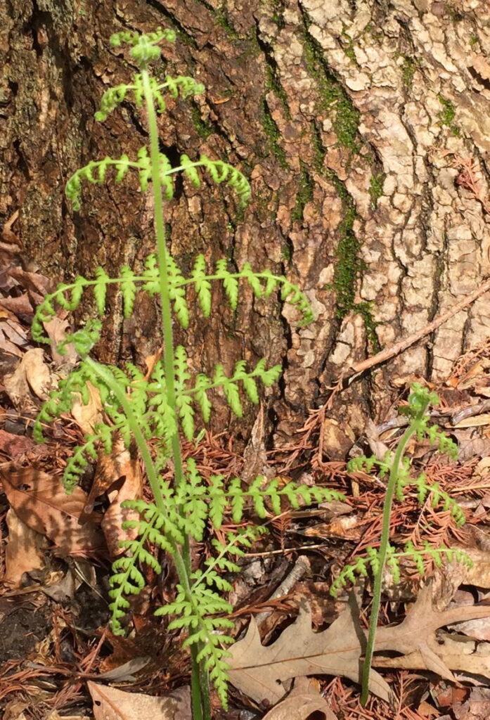 Dennstaedtia punctilobula (Hay-scented Fern) unfurling frond
