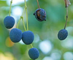 Drupes of Chionanthus virginicus
