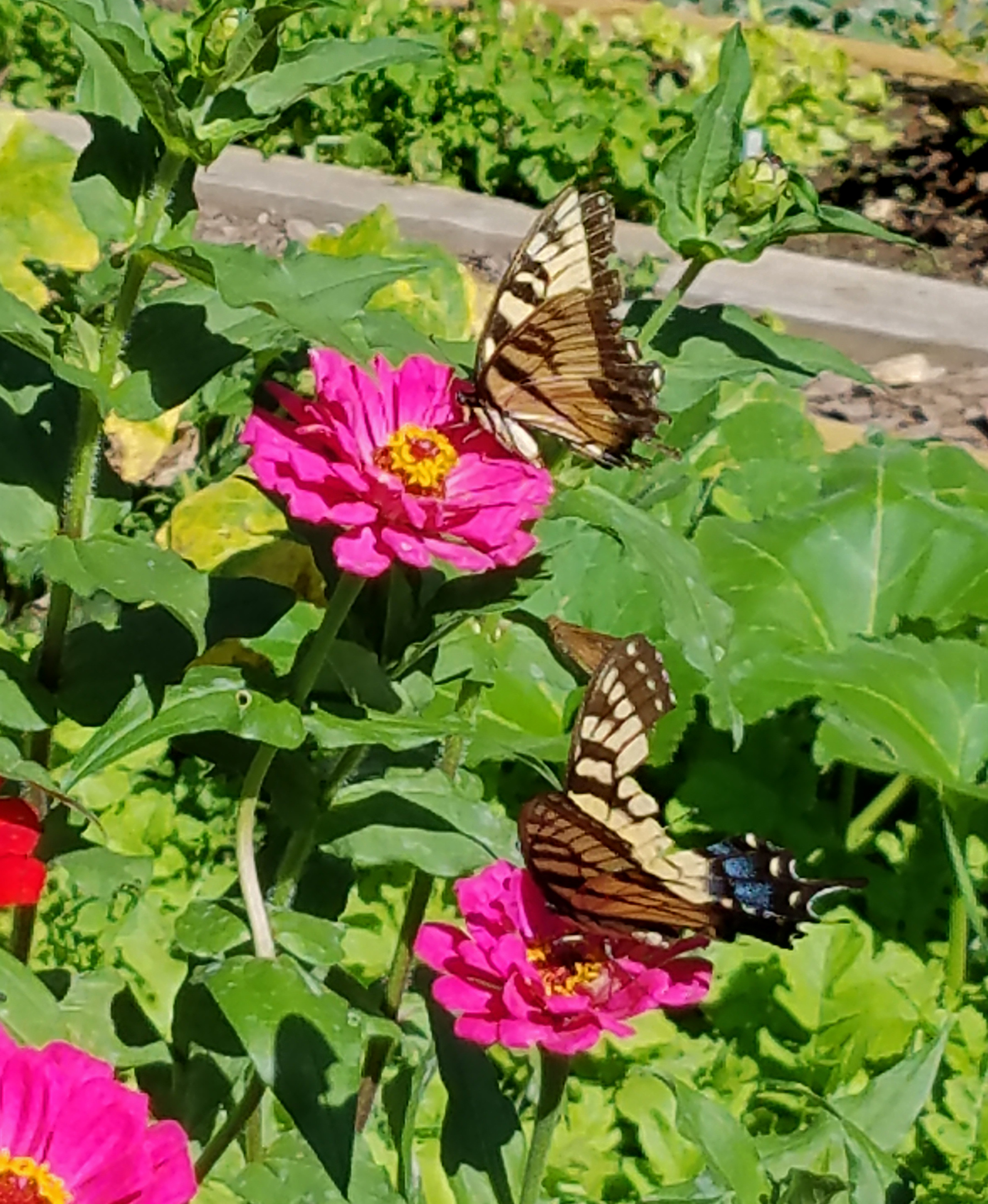 Eastern tiger swallowtail butterflies on zinnias